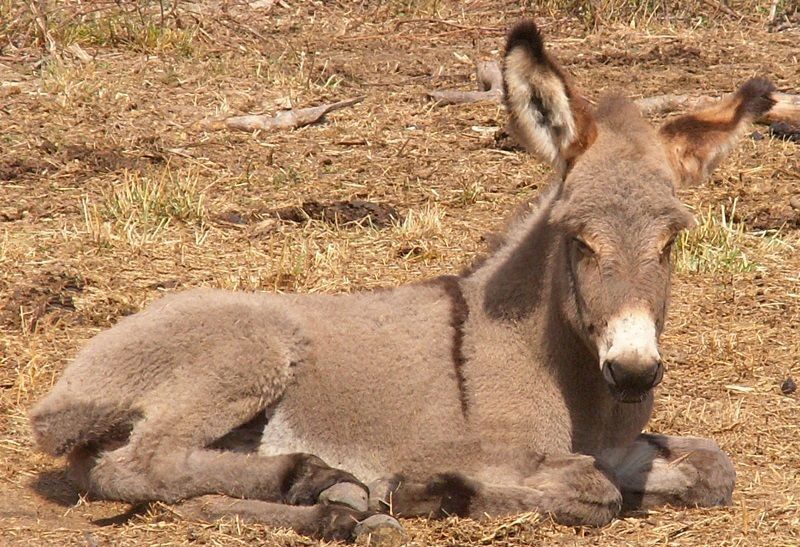 -platero-le-petit-ane-aux-animaux-de-la-ferme-117098452.jpg