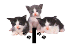 0009CANKR3LX.gif