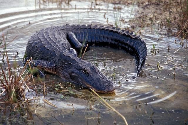 0320Alligator20in20den20Everglades.jpg