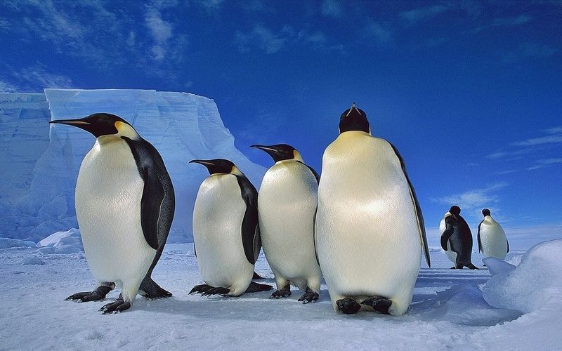 07-pingouin-pingouins-animaux.jpg
