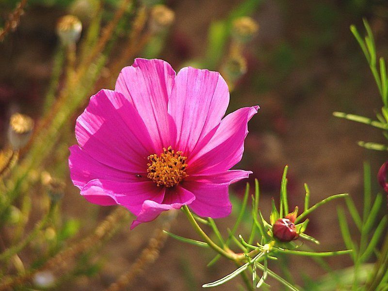 09Fleurs_146_Cosmos_rose.jpg