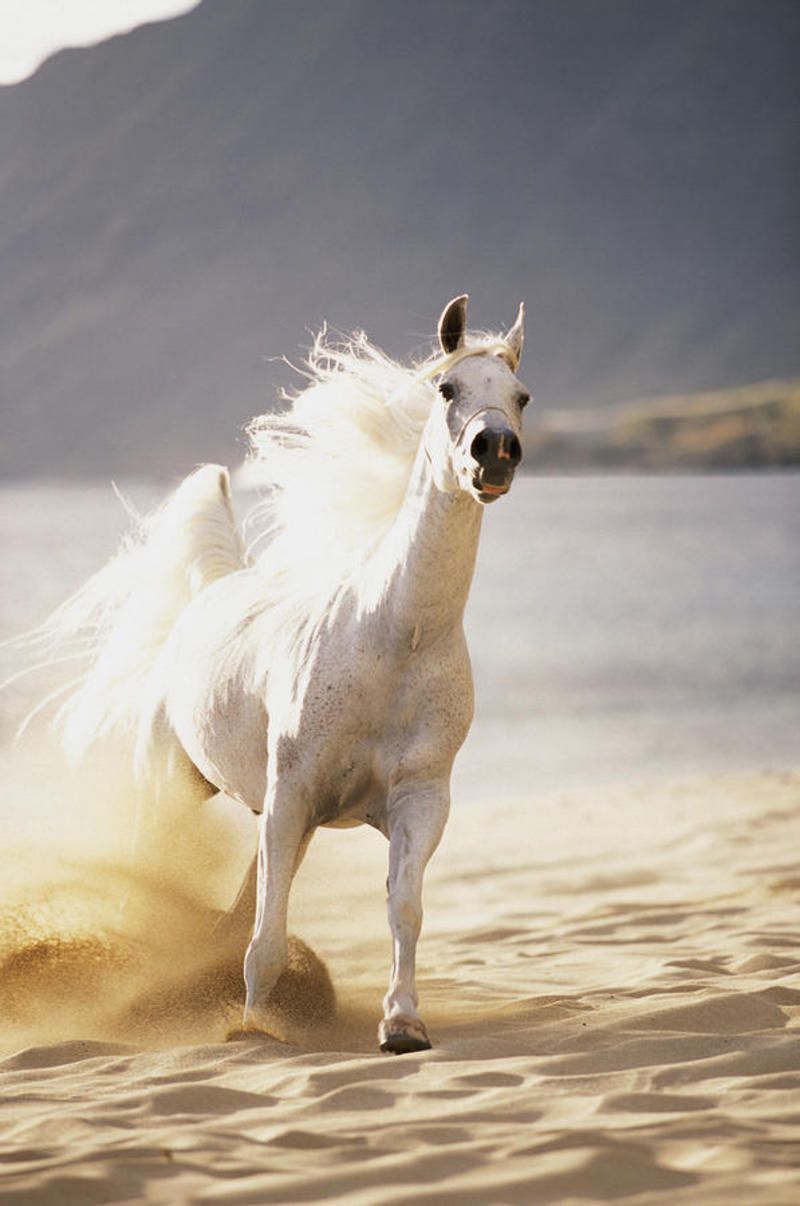 1-white-horse-on-the-beach-vince-cavataio.jpg