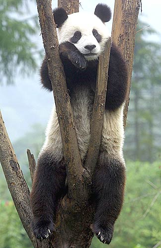 10-panda.jpg