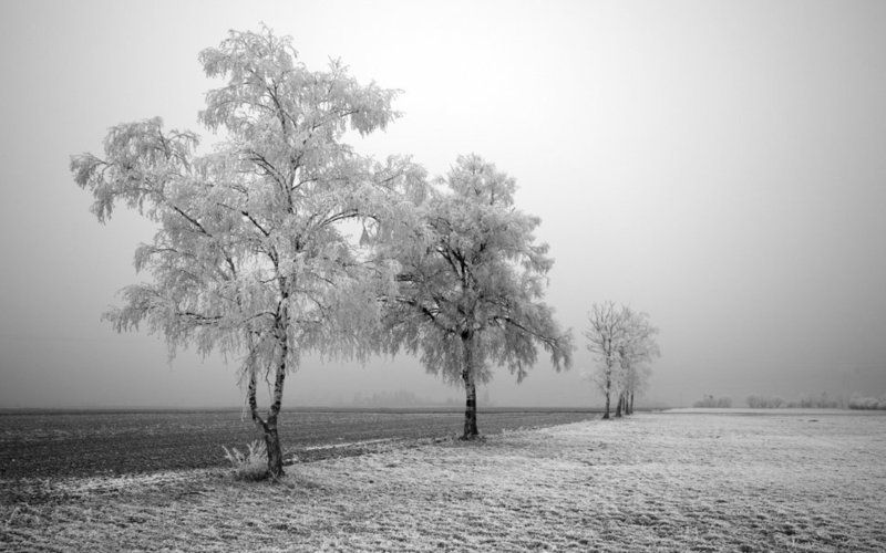 1070580__frozen-trees_p.jpg