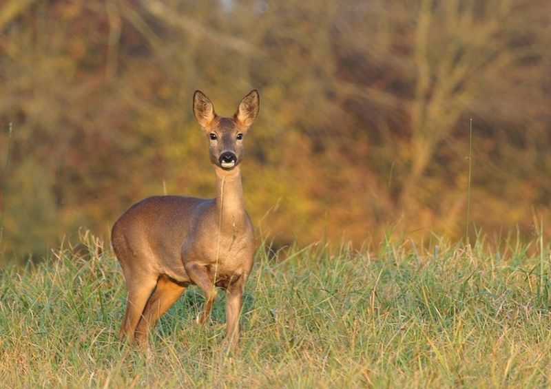 1100l-chevreuil-capreolus-capreolus.jpg