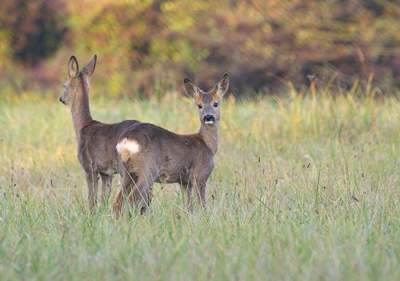 1101l-chevreuil-capreolus-capreolus.jpg