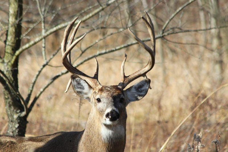 12-Point-Buck-1-12-2013.jpg