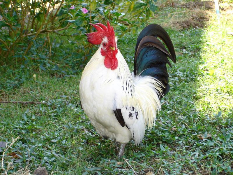 1285253-poulet.jpg