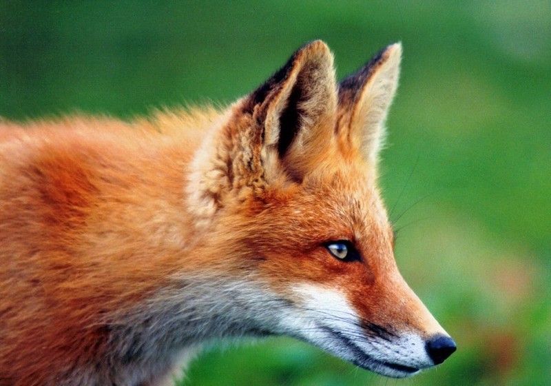 1293l-renard-roux-vulpes-vulpes.jpg