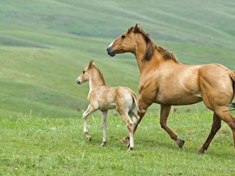 1312-horse-and-foal-free-ipad-hd-wallpaper_1024x1024.jpg