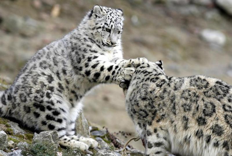 133156-snow-leopards.jpg