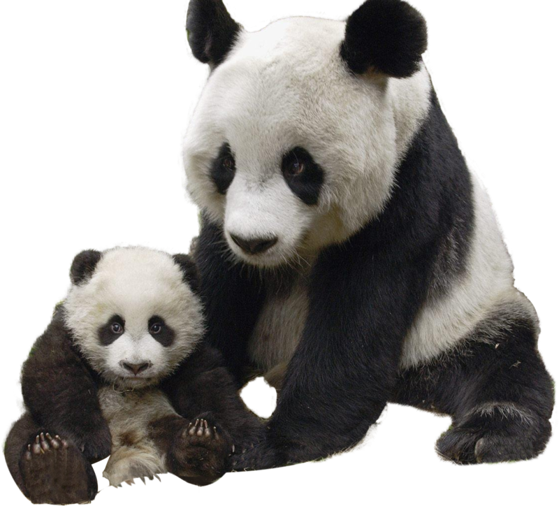 1577_render_Panda.png