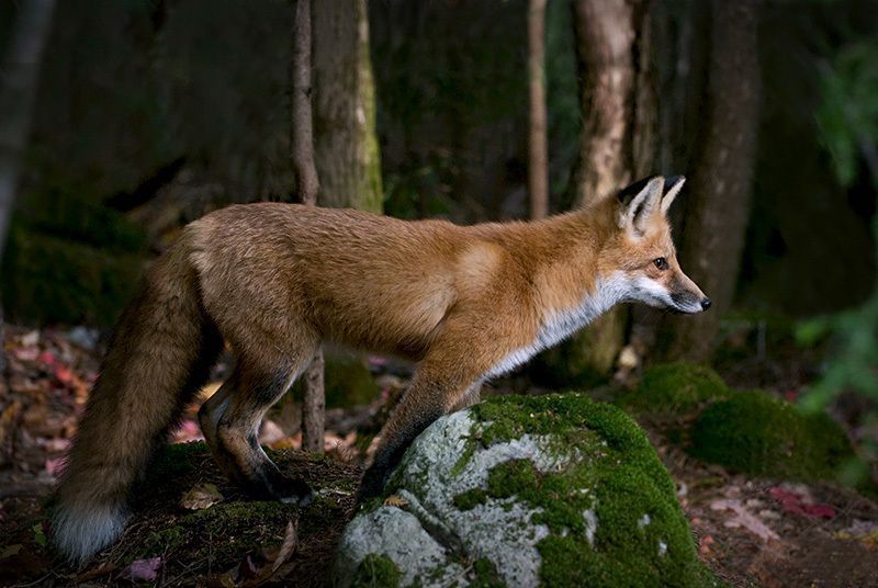 1661l-renard-roux-vulpes-fulva.jpg