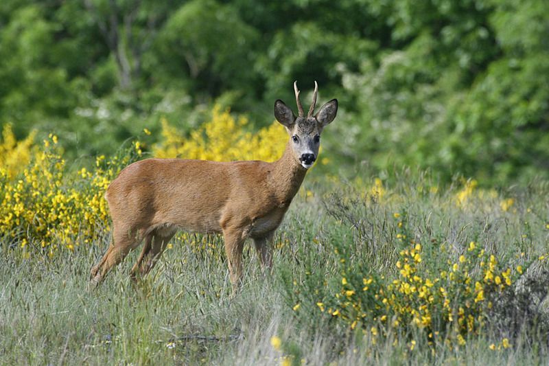 1710l-chevreuil-capreolus-capreolus.jpg