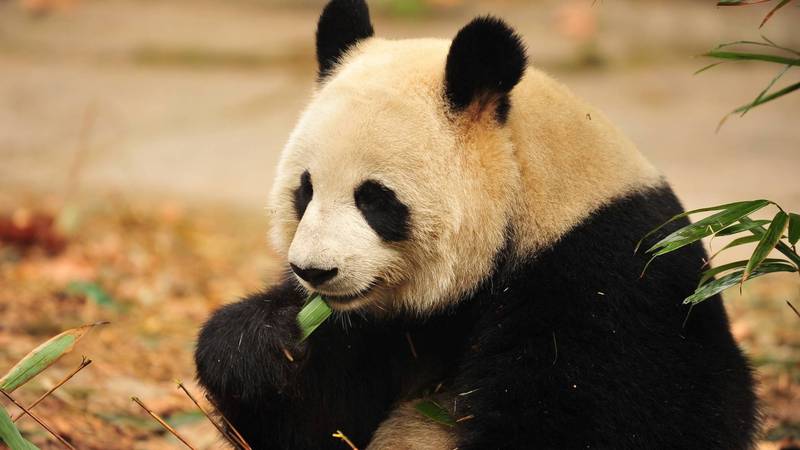 183964-animal-lovers-panda.jpg