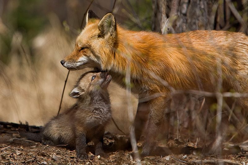 1958l-renard-roux-vulpes-vulpes.jpg