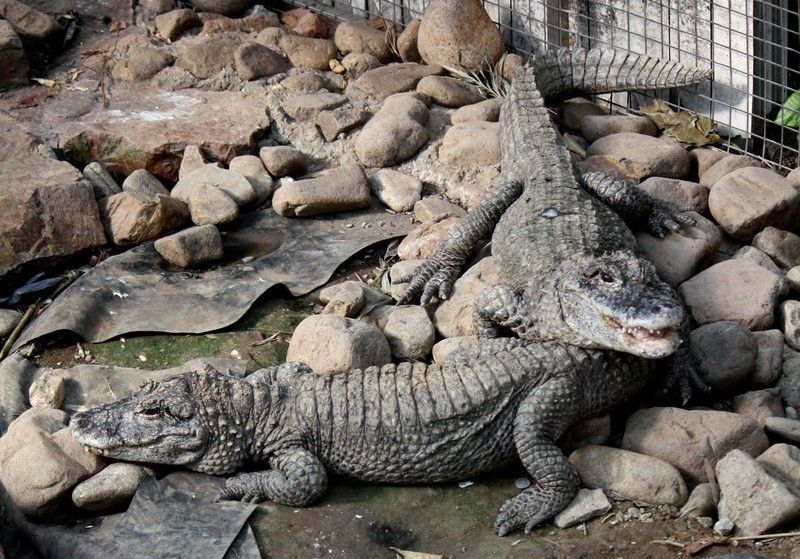 2011_China-Alligator_0491.jpg