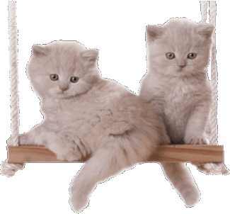 2KITTIESonSWING_zpseff7ab71-vi.gif