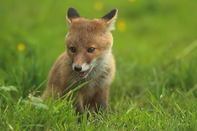 3320l-renard-roux-vulpes-vulpes.jpg