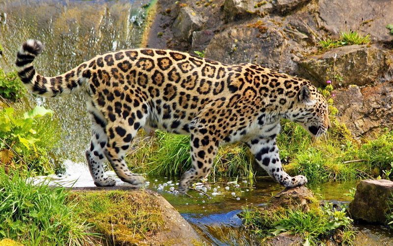 362840_leopard_kamni_trava_vodopad_1920x1200_www_GdeFon_ru.jpg