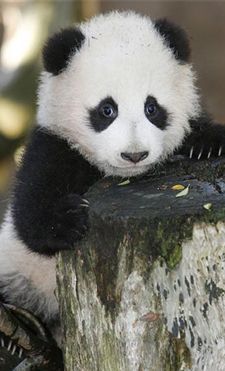 3908-bebe-panda.jpg