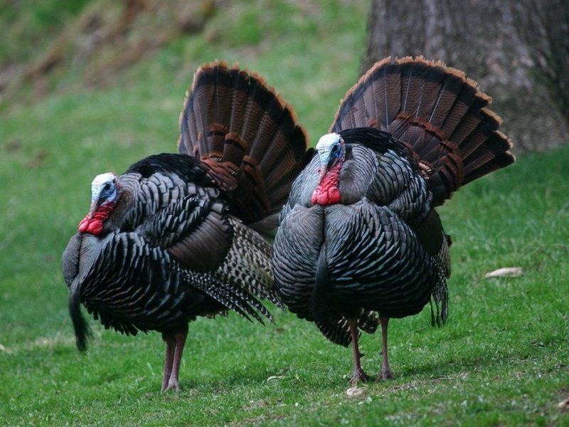 421553__wild-turkeys-two_p.jpg