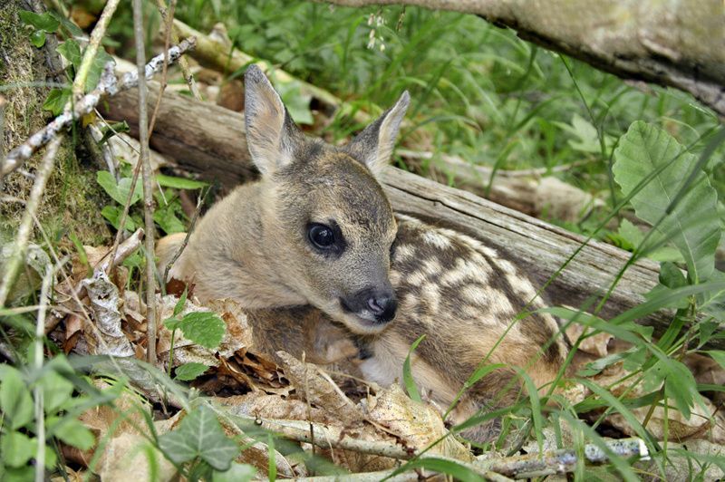 430l-chevreuil-capreolus-capreolus.jpg