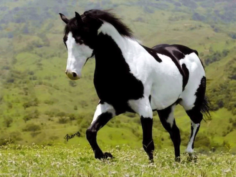 54646315100_Black-and-white-horse-2.gif