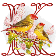 554oiseaux-11.gif