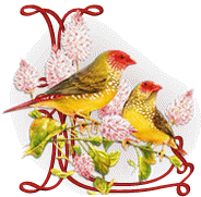 554oiseaux-12.gif