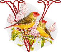 554oiseaux-22.gif