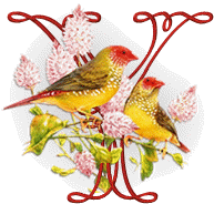 554oiseaux-25.gif