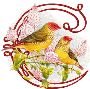 554oiseaux-3.gif