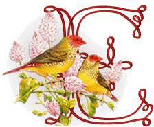 554oiseaux-5.gif