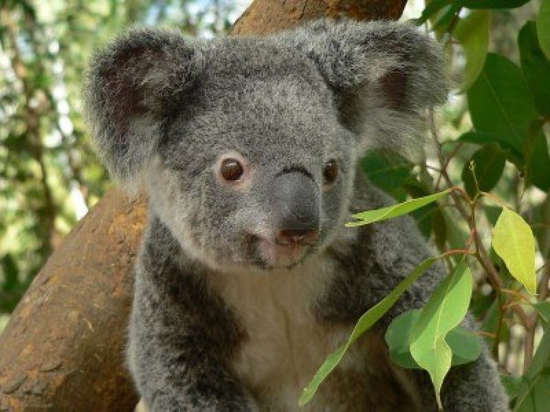 5590422-koala-australien-ours-dans-un-arbre.jpg