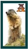 567-marmot-1.jpg