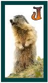 567-marmot-10.jpg