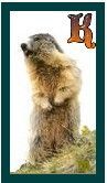 567-marmot-11.jpg