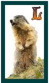 567-marmot-12.jpg