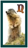 567-marmot-14.jpg