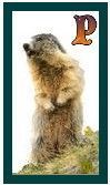 567-marmot-16.jpg