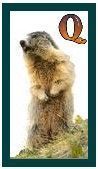 567-marmot-17.jpg