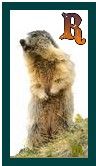 567-marmot-18.jpg