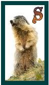 567-marmot-19.jpg