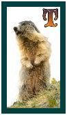 567-marmot-20.jpg