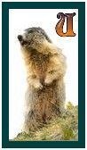 567-marmot-21.jpg