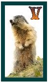 567-marmot-22.jpg