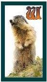 567-marmot-23.jpg