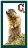 567-marmot-3.jpg