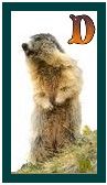 567-marmot-4.jpg